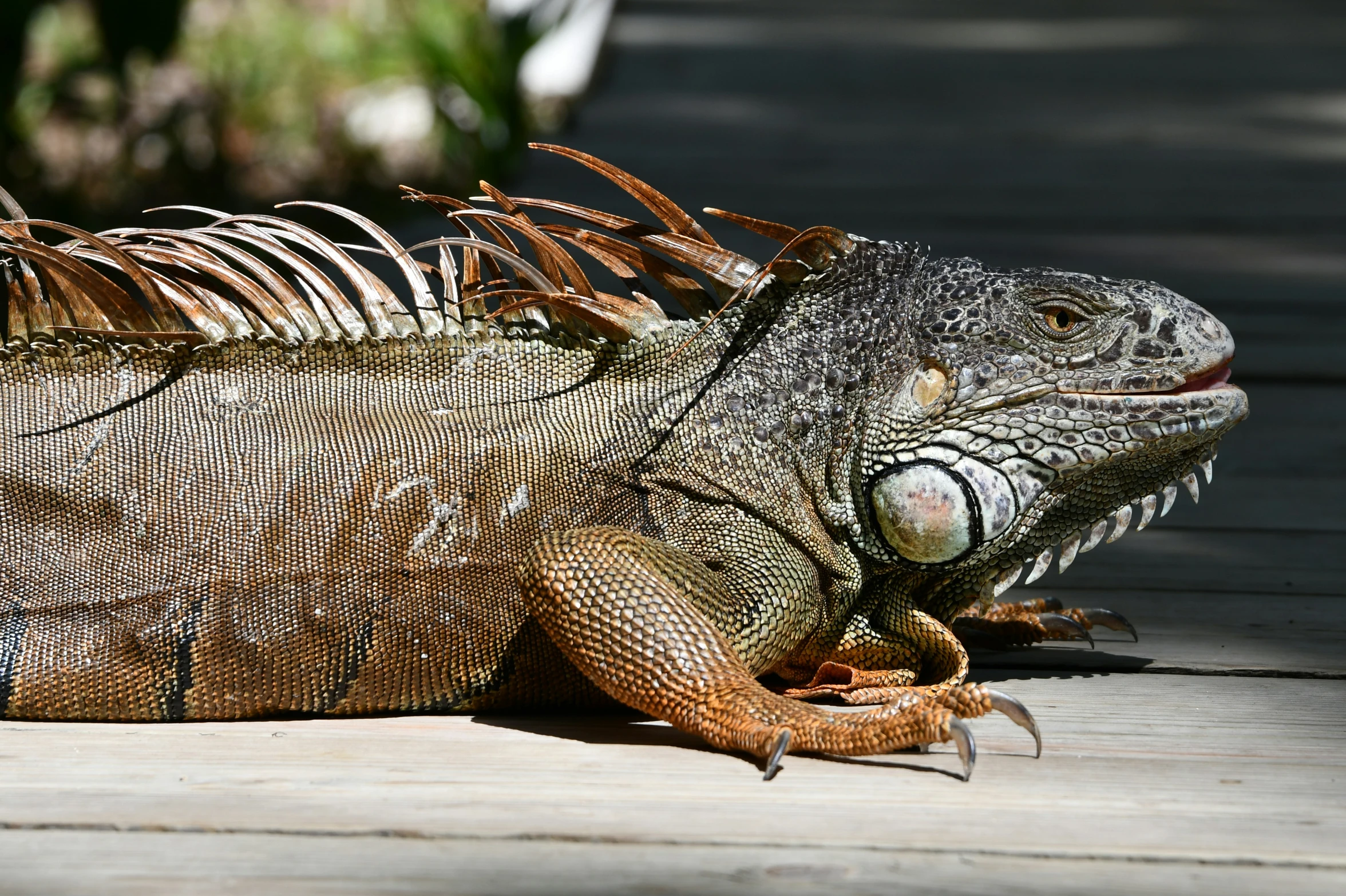 an iguana laying on a wooden deck