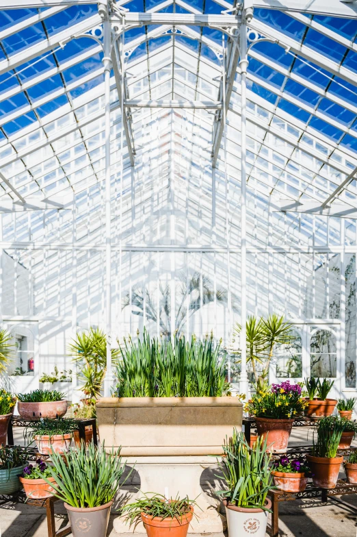 this is an indoor greenhouse with pots of plant