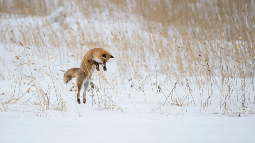 two foxes jumping in the snow towards each other