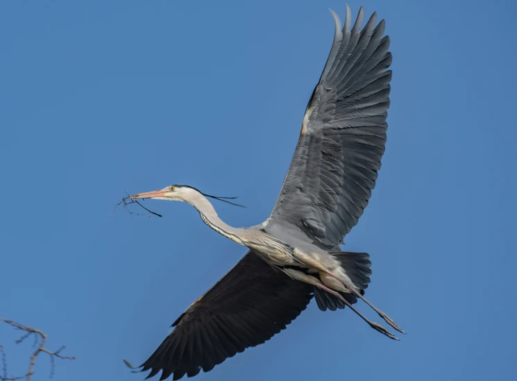 a crane flying thru the air and eating some food