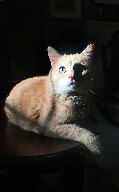 a cat sitting on a table with its paws folded