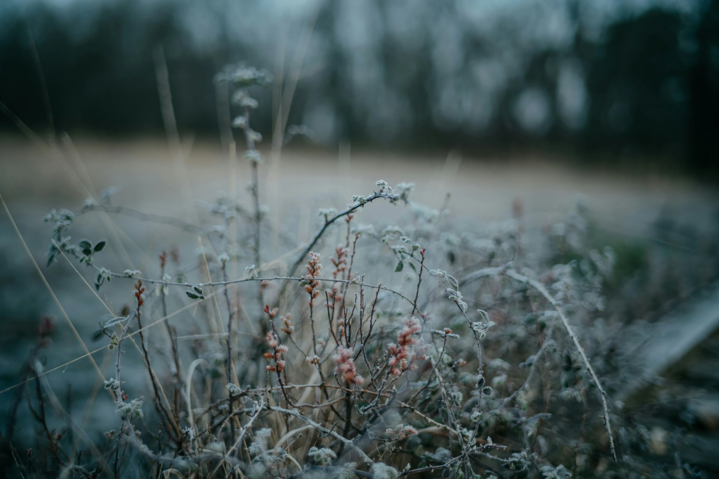 flowers and other plants covered in dew on the ground