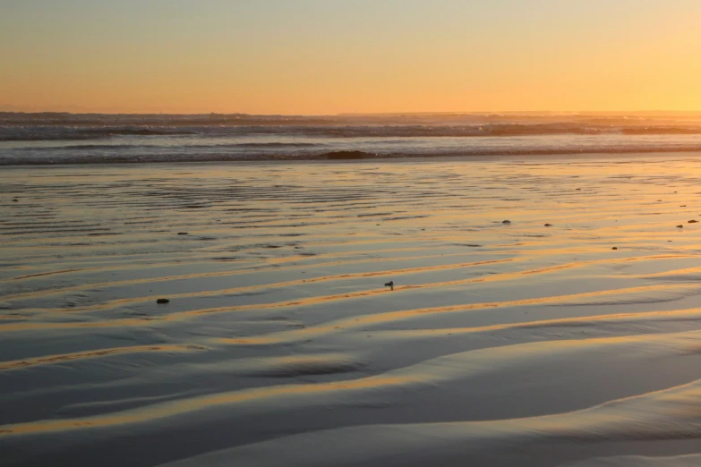 a bird stands on the sand of a beach at sunset