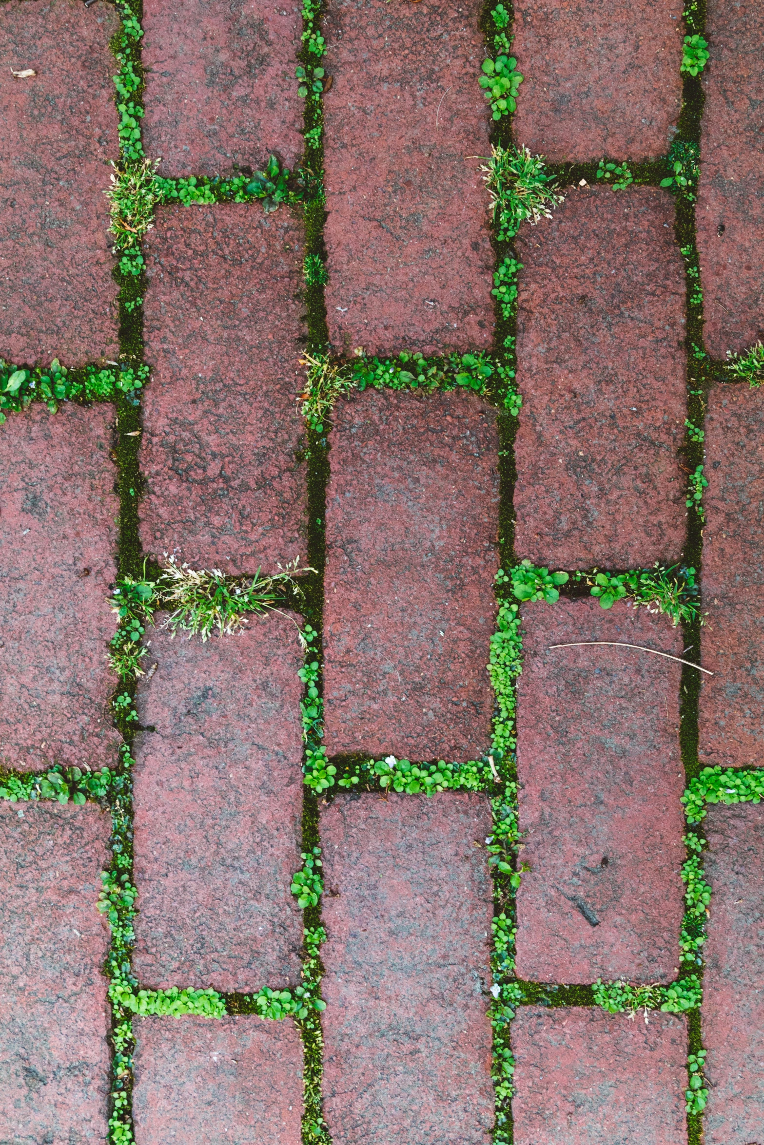 the pavement with some grass growing on it