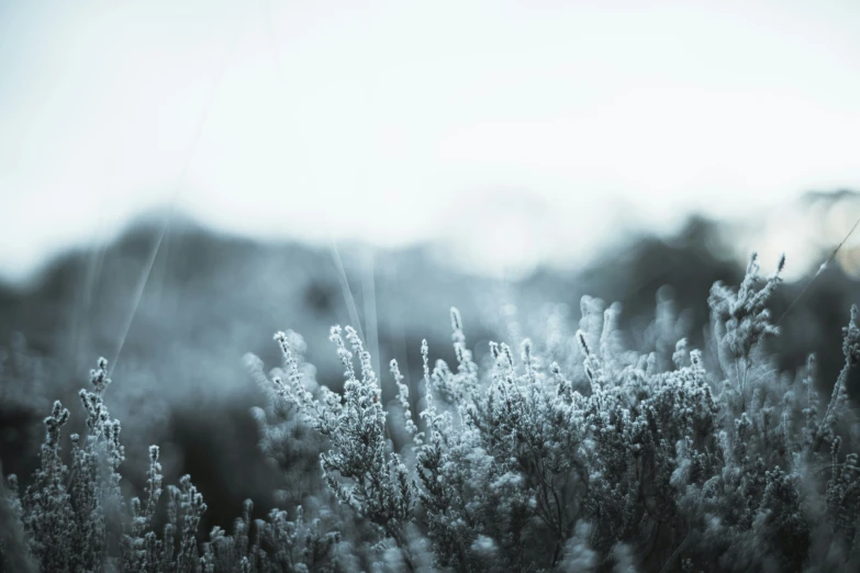 black and white pograph of small grass against a cloudy sky