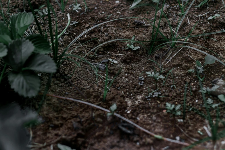 a grass growing up and walking on the ground