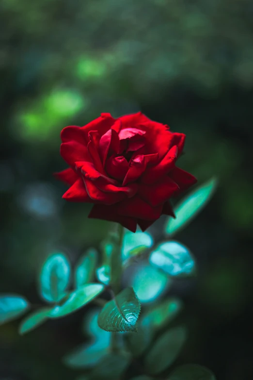 a single red rose with green leaves on the stem