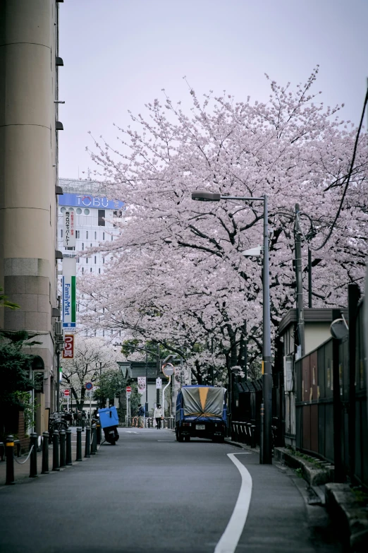 a cherry blossom tree and building on a city street