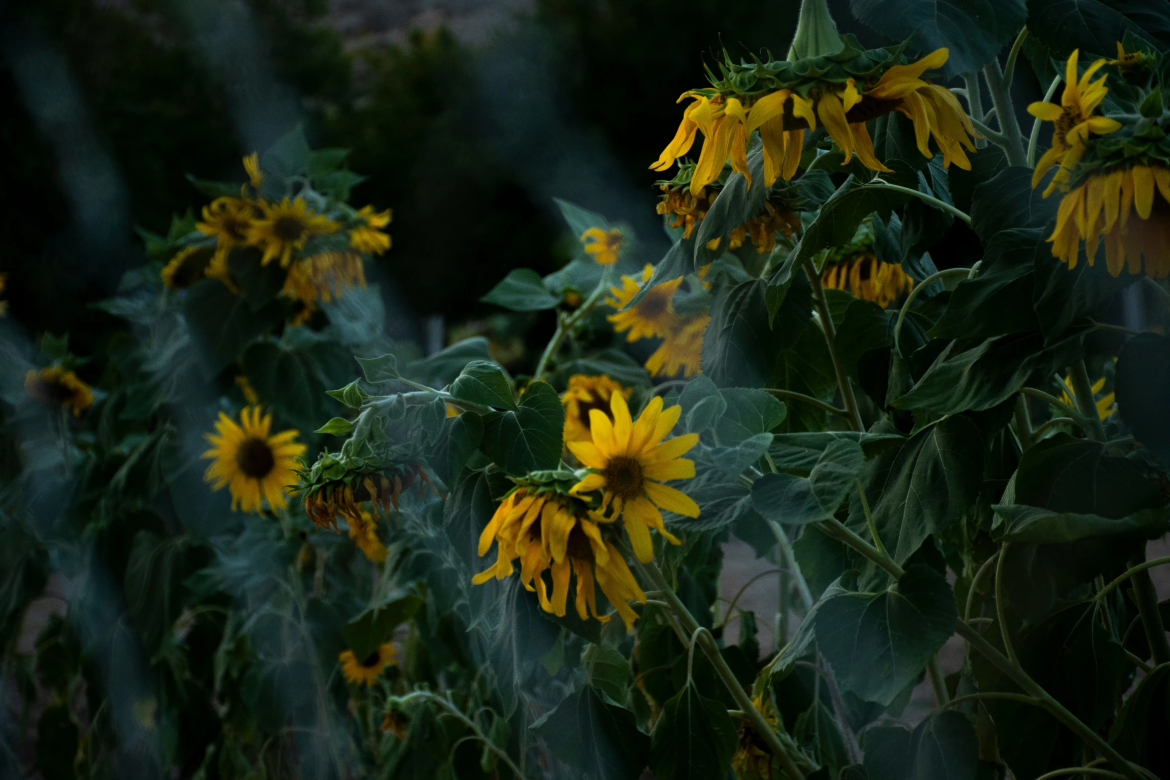 yellow sunflowers with green leaves in the dark
