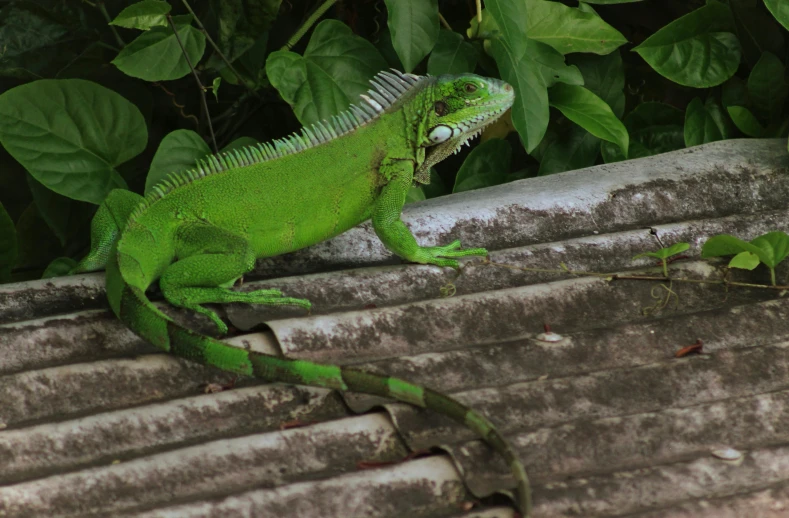 a lizard that is on the side of a building