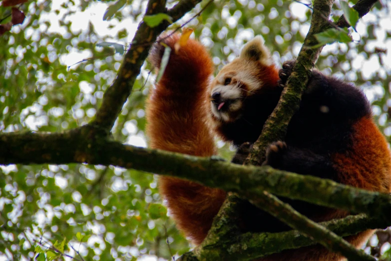 a red panda climbs a tree in an area of trees
