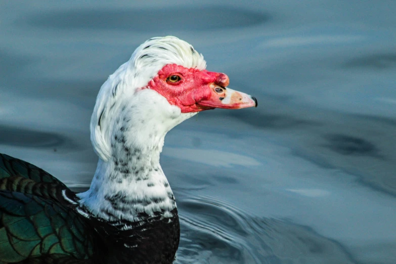 a white duck with red head is swimming in the water