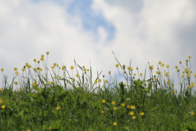 a lush green grass field with yellow flowers