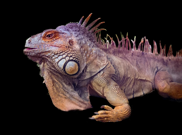 a close up image of an iguana, lizard or alligator looking animal