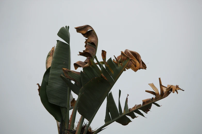 close up of a tropical plant that blooms and shoots