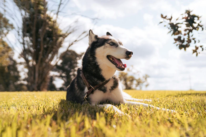 a dog laying on top of a lush green field