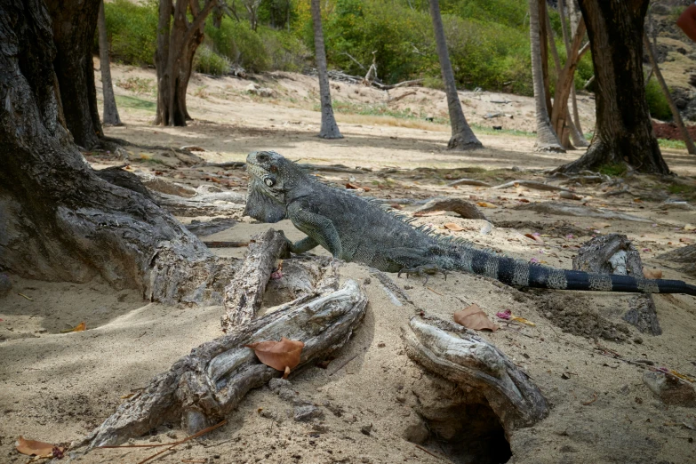 an iguant on the ground in the sand near trees