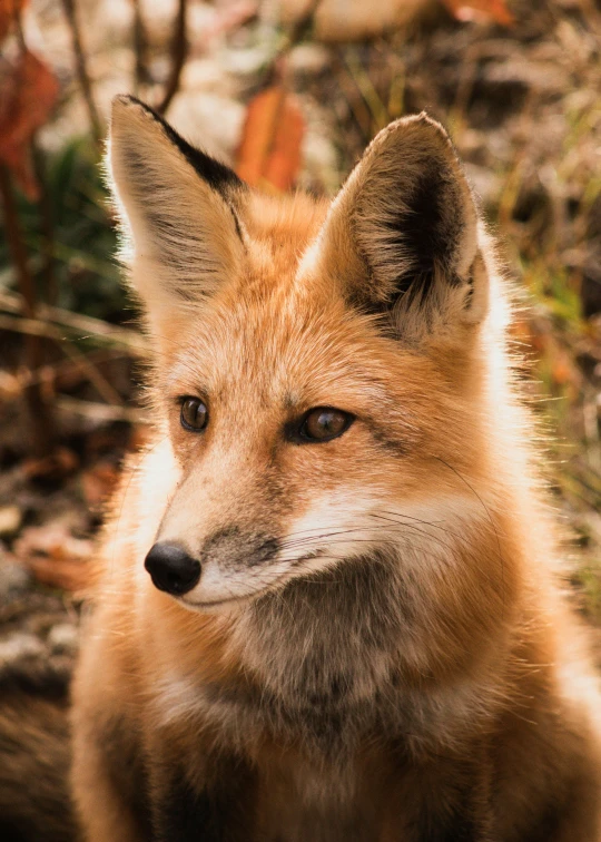 an adult red fox with the sun shining through the eyes