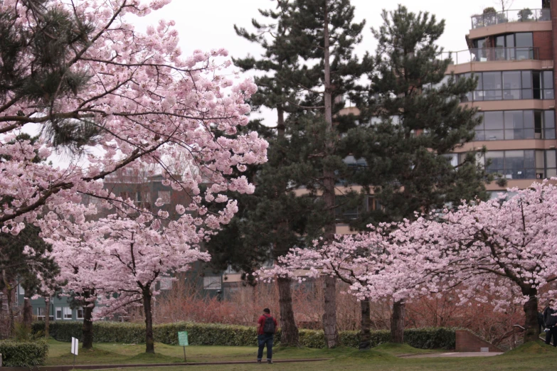 the man is standing in the park under the cherry trees