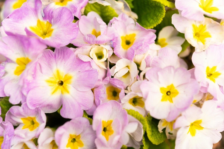 colorful floral arrangement in blooming season for display