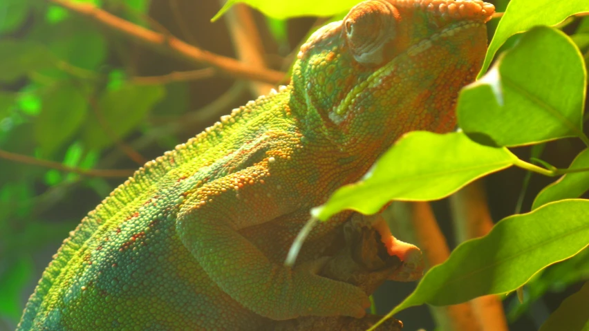 a lizard looking out of its hole in a tree