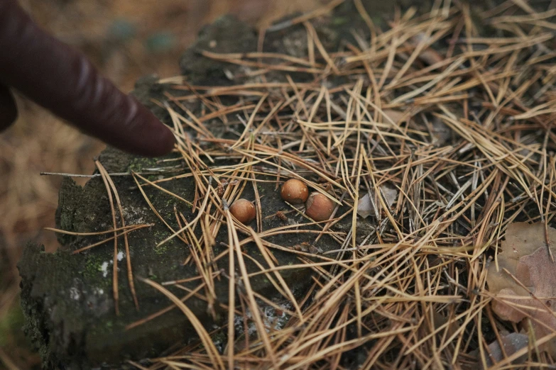 a person is picking pine nuts out of the ground