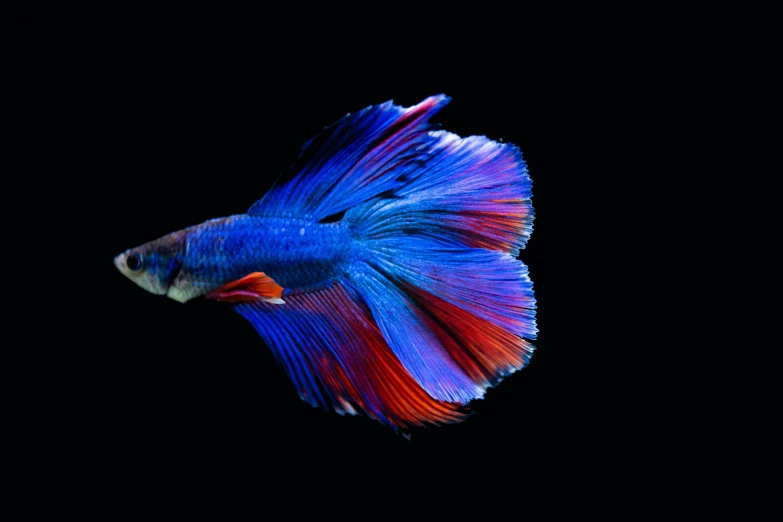 the bright blue and red siamese fish is floating on a black background