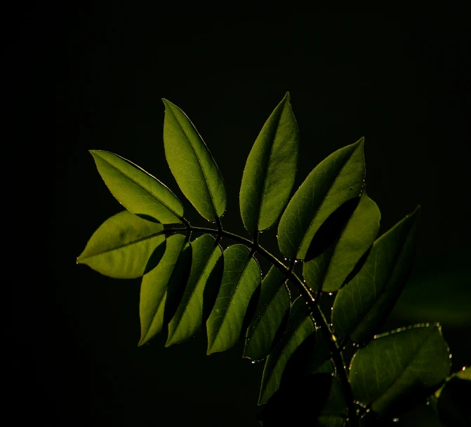 the top part of a leaf with water drops on it