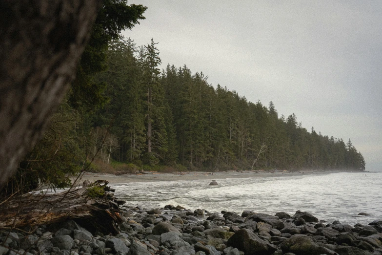 a sandy beach with many trees and rocks