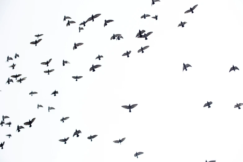 several birds fly through the air and land