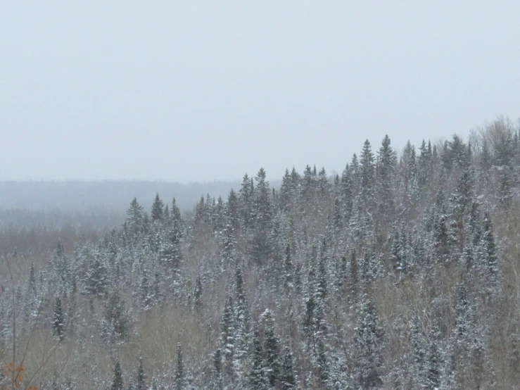 a snowy forest with a mountain in the background