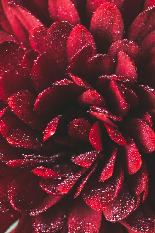 red flower with droplets sitting upon the petals