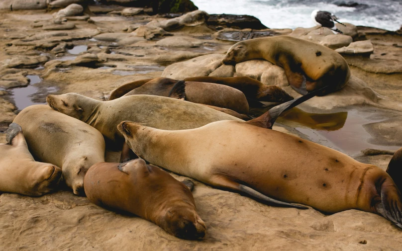 some small sea lions are lying in the sand
