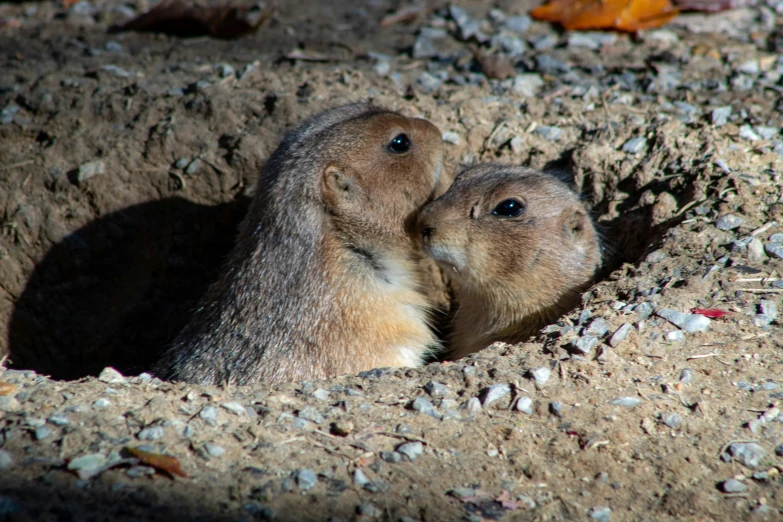 a couple of large animals next to each other in the dirt