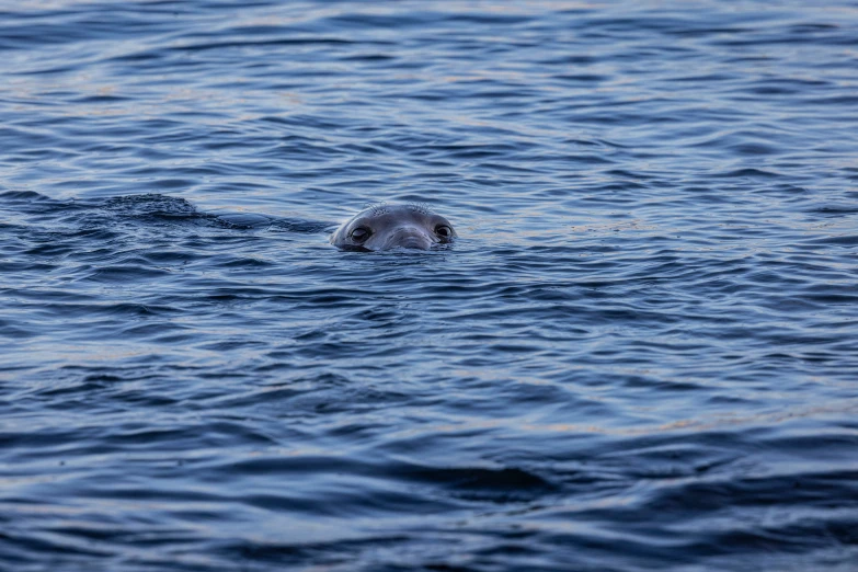 a dog swims in the blue water of a lake