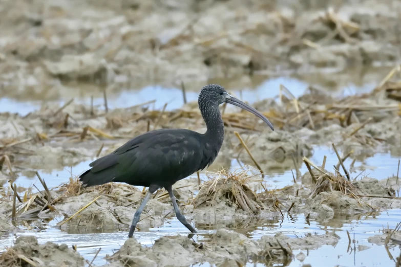 a bird walks on muddy ground with mud