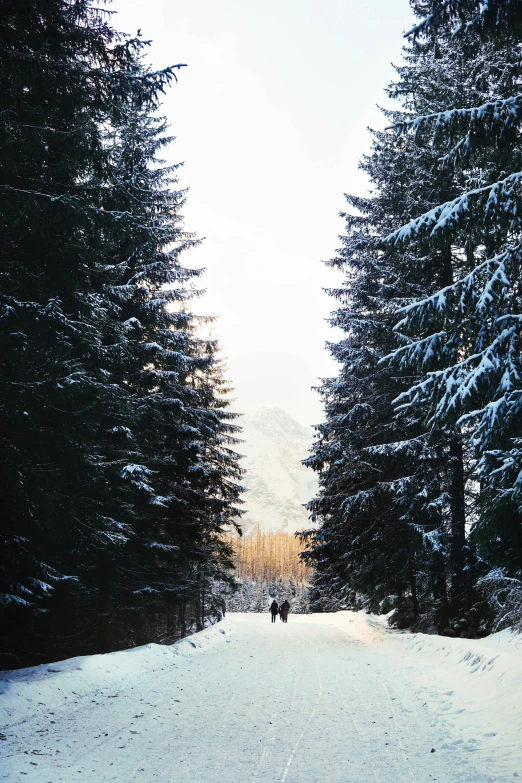 an image of a person walking in the snow with trees