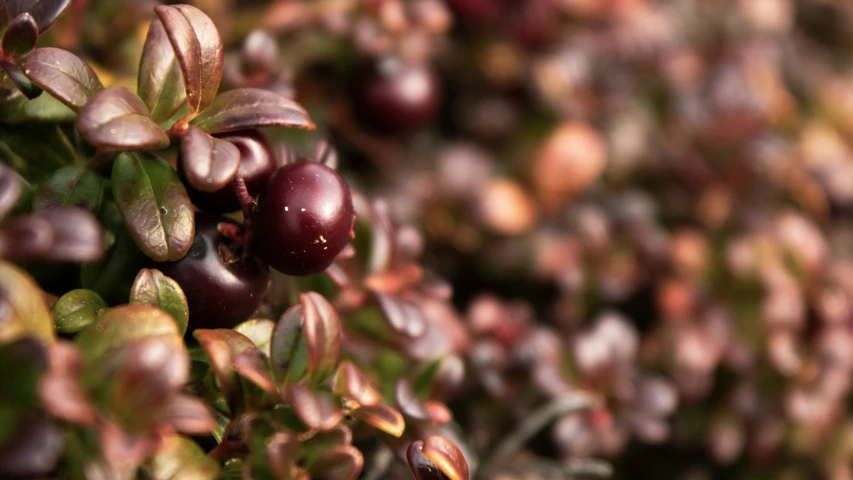 a tree filled with lots of ripe berries