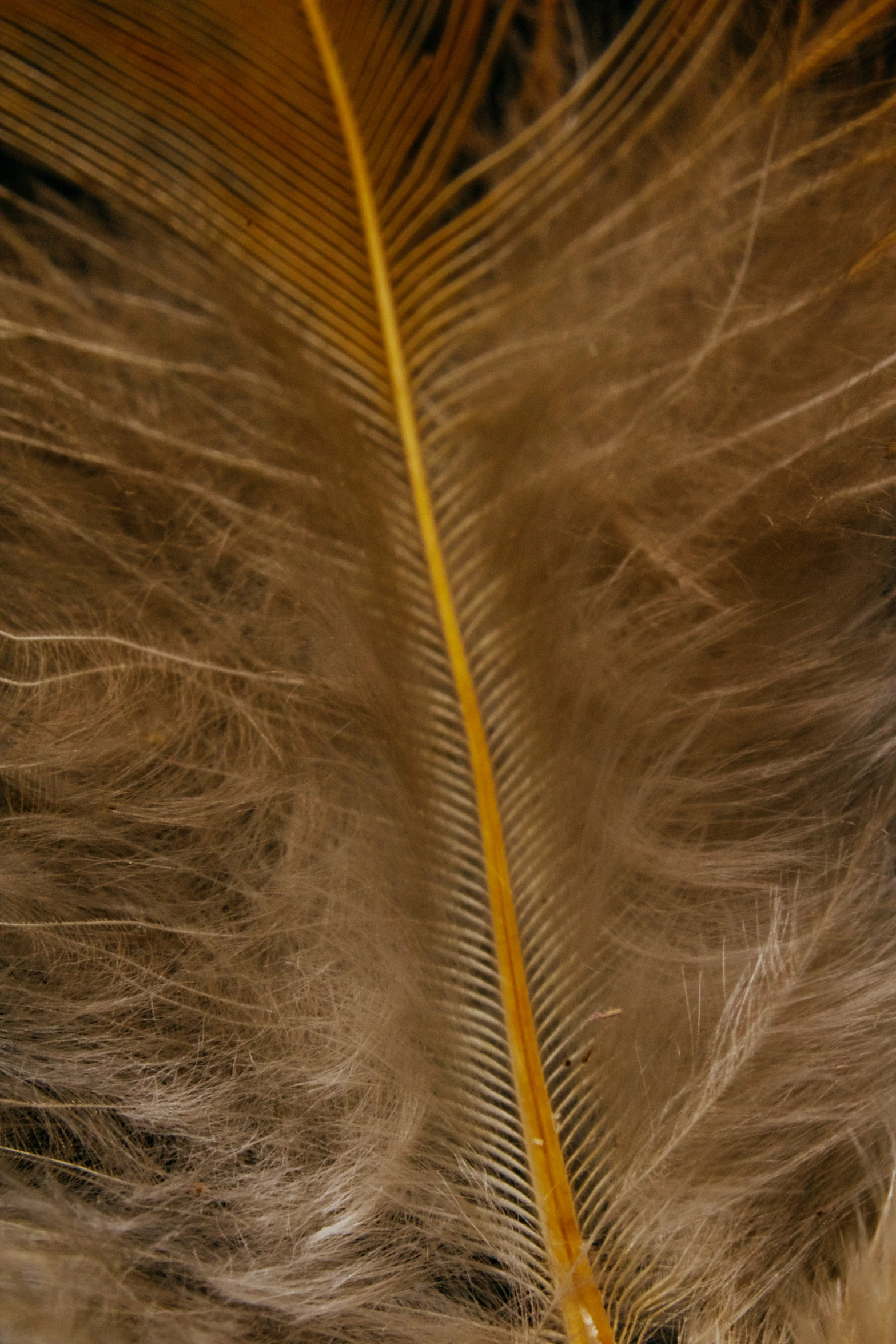 feather back close up on its feathers tail