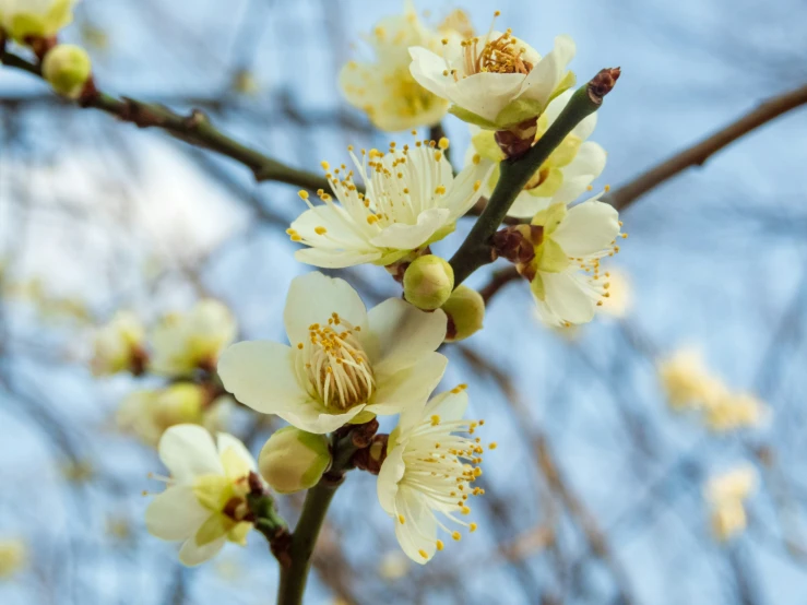 the flowers are starting to open on the tree nches