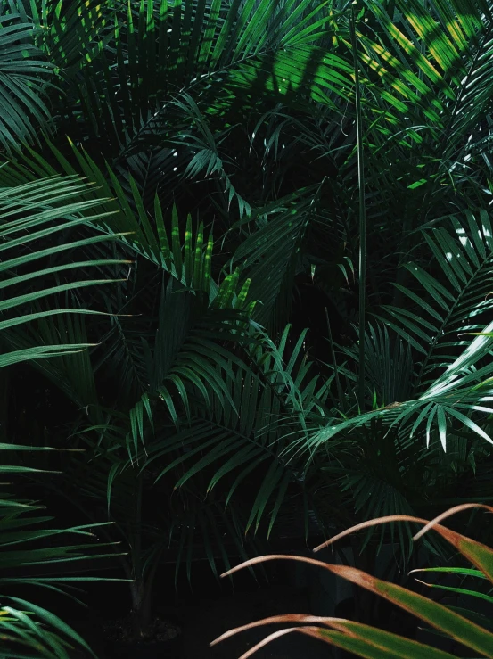 several tropical plants in the palm trees