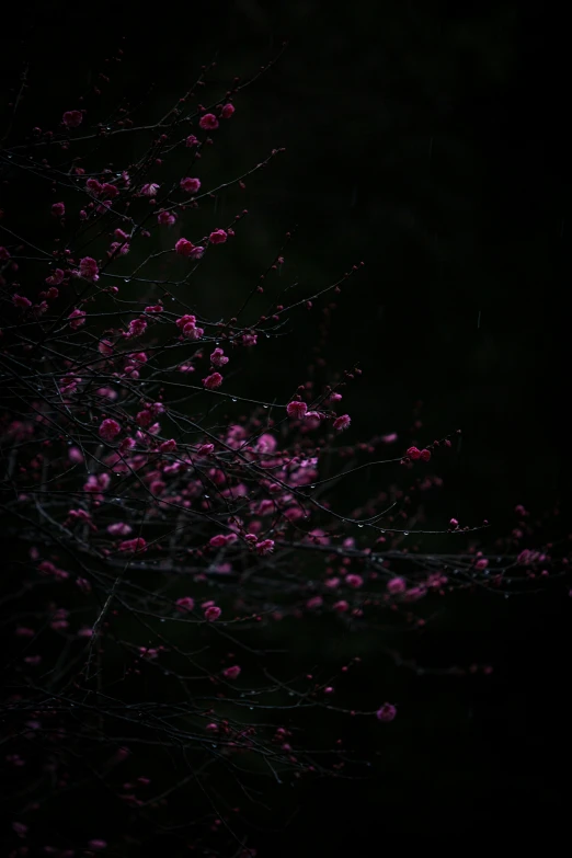 a bunch of pink flowers on the nches of tree