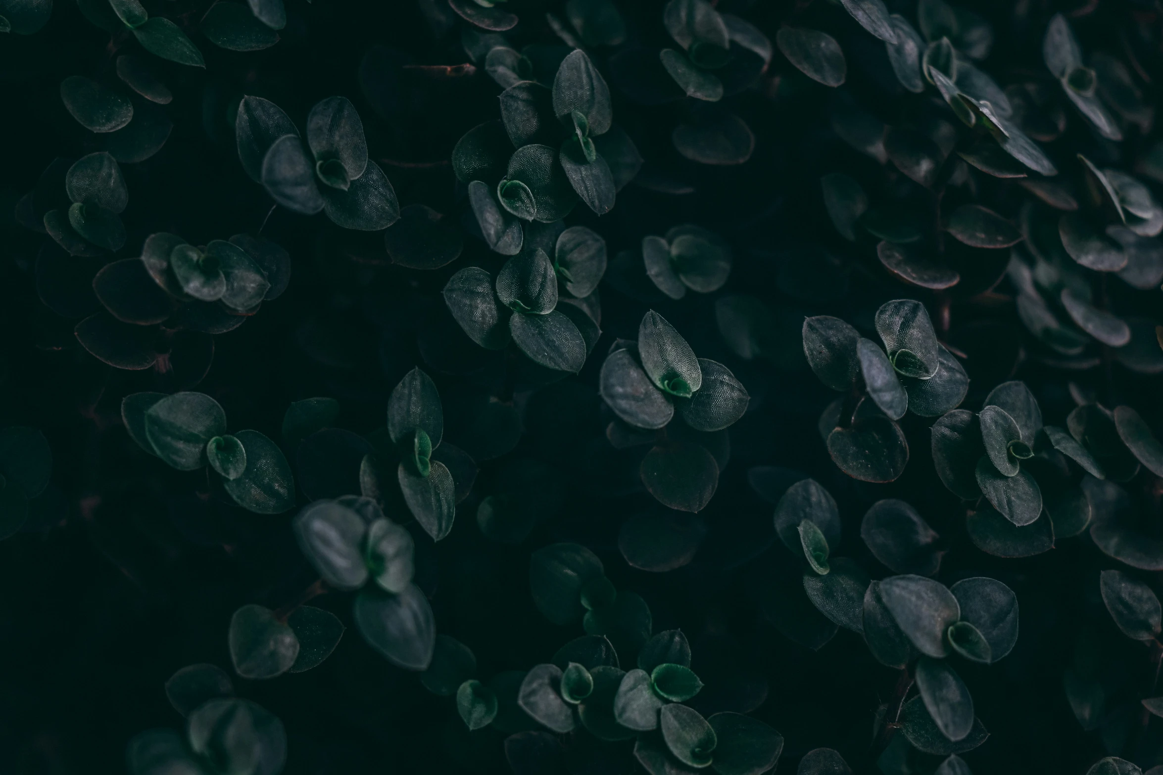 a group of green plants with water drops on it