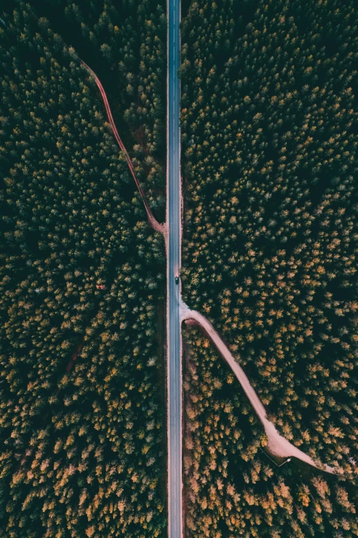 two lanes road passing through a forest with tall trees