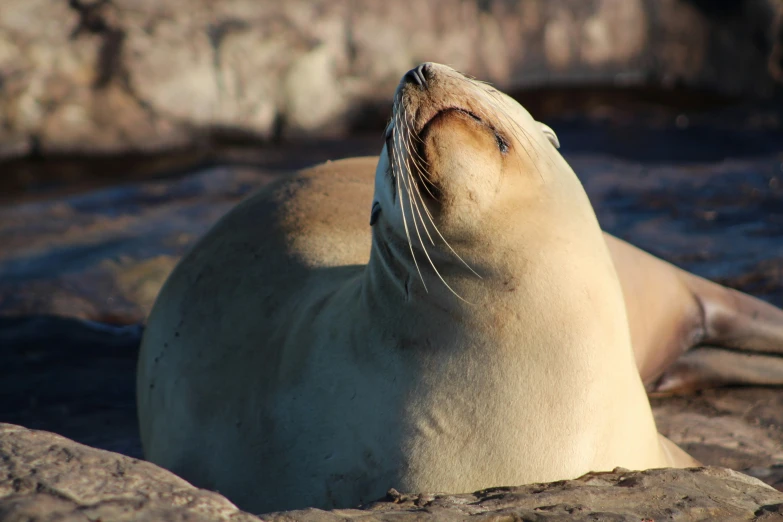 there is a seal sitting on the rocks