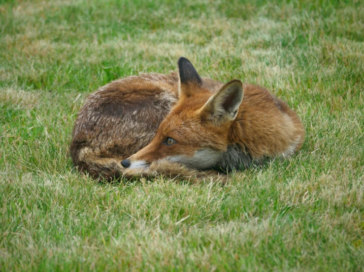 a baby deer is sitting in the grass