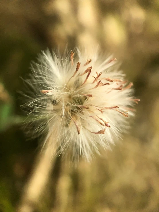 a close - up of the delicate seed heads of a plant