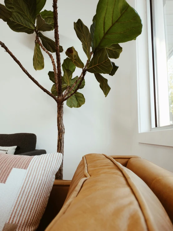 a living room with a large potted plant and a black sofa