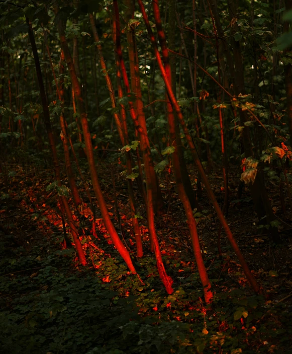 the light of red is reflected off of thin trees