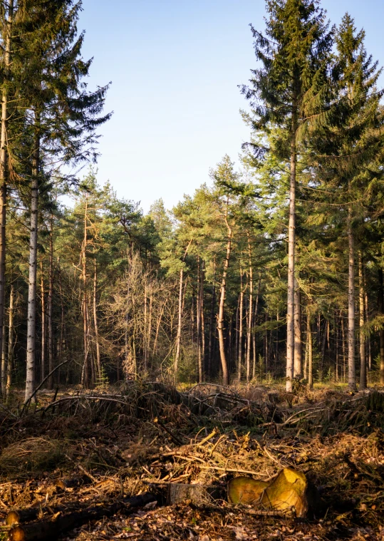 a forest filled with lots of trees and dead leaves